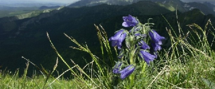 Dzwonek alpejski. Fot. Maciej Szczygielski