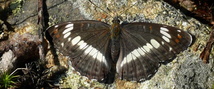 pokłonnik kamilla (/Limenitis camilla/): dorosły osobnik