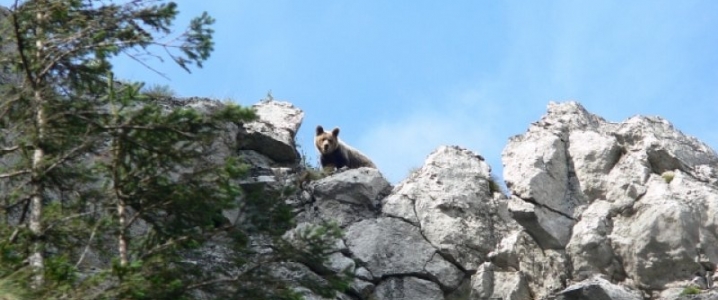 Niedźwiedź. Fot. Bogusława Chlipała