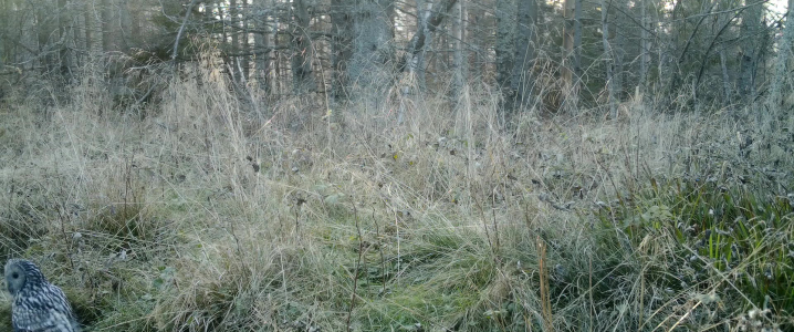 Puszczyk uralski zarejestrowany fotopułapką, o.o. Chochołowska