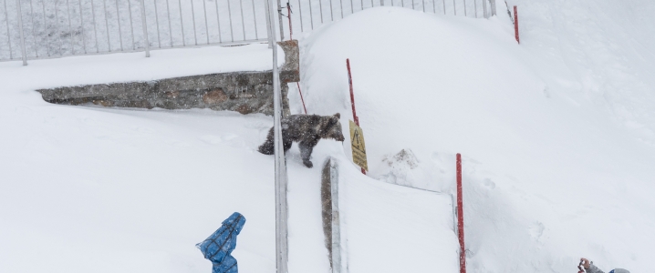 Zatracenie naturalnego lęku przed człowiekiem to dla niedźwiedzi najczęściej wyrok śmierci. fot. Witek Kaszkin