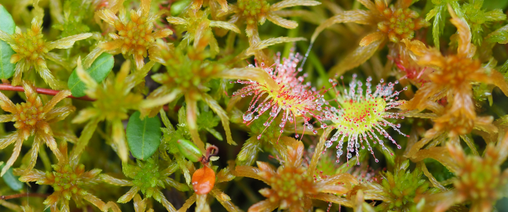 Rosiczka okrągłolistna (Drosera rotundifolia), roślina owadożerna - widoczne włoski z kroplami wydzieliny przypominającymi rosę (stąd nazwa rosiczka) / fot. dr Anna Maria Ociepa