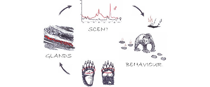 Graficzne podsumowanie badania, w którym zastosowano analizy histologiczne, biochemiczne i behawioralne (autor: Katarzyna Chrząścik)